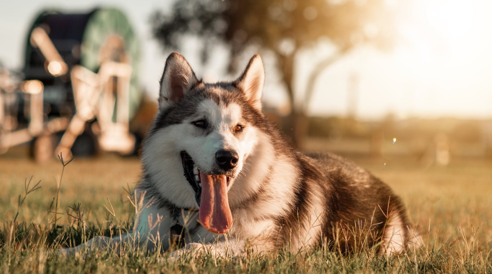 Home | Hounds and Co